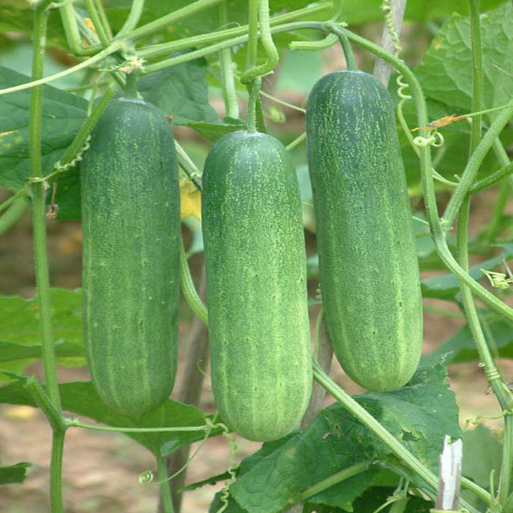 CUCUMBER