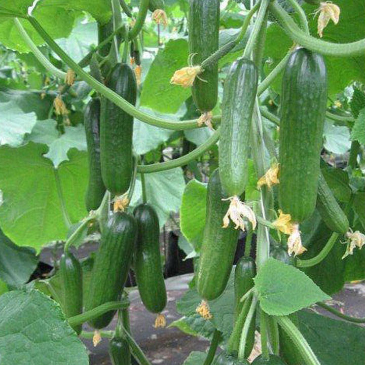 CUCUMBER