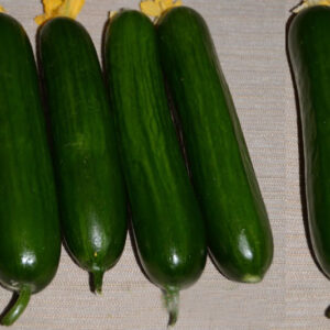 CUCUMBER