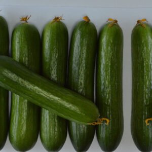 CUCUMBER SASAN F1