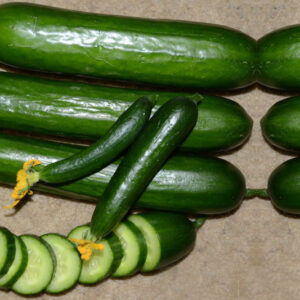 CUCUMBER