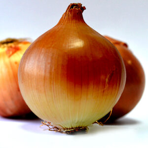 Onion Texas Early Grano 502