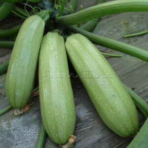 Hybrid Squash Lola F1