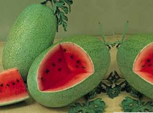 Watermelon Charleston Gray UAE Agriseeds   Web Watemilon Char 600x444 