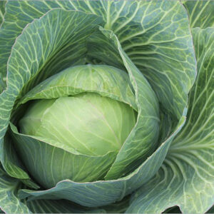 Cabbage